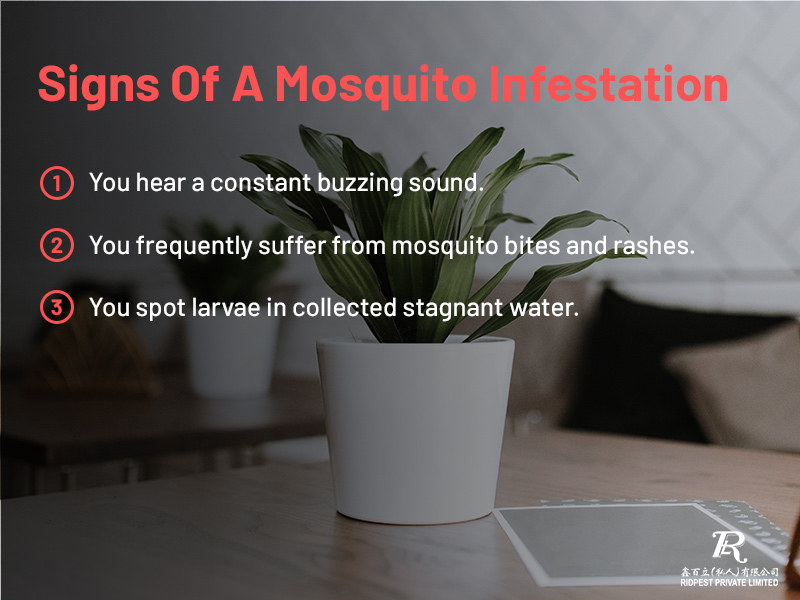 Signs of a mosquito infestation Pest Control In Singapore